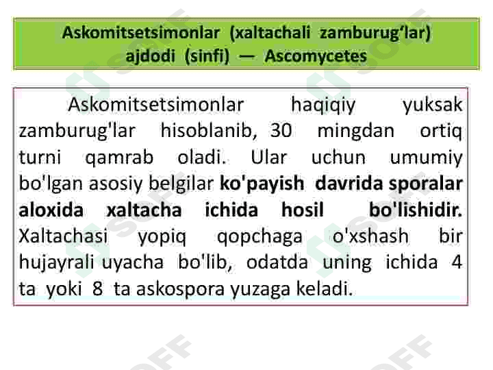 Askomisetsimonlar 3
