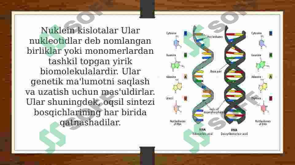 DNK va RNK nuklein kislotalari 🧬 3