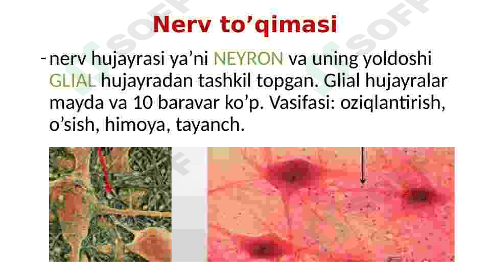Nerv tizimi va Sezgi organlari 3