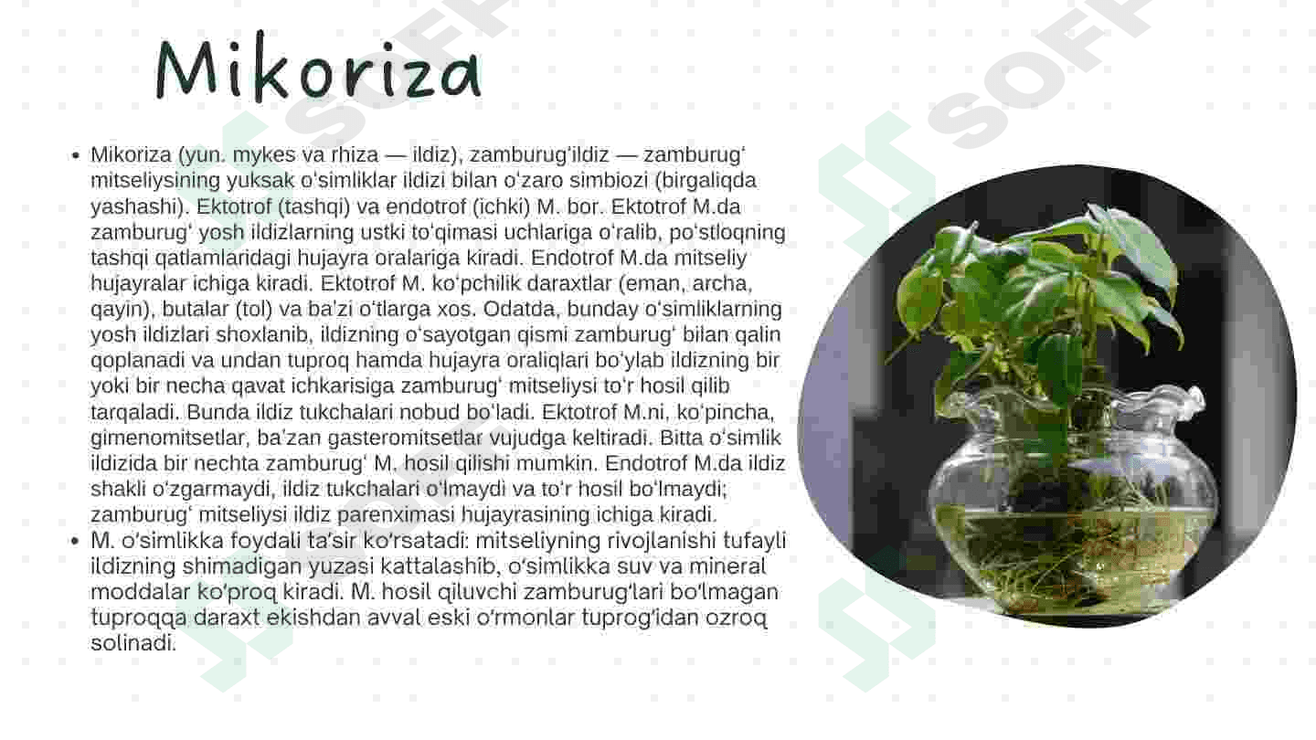 Mikoriza va Ildiz Metamorfoza 3