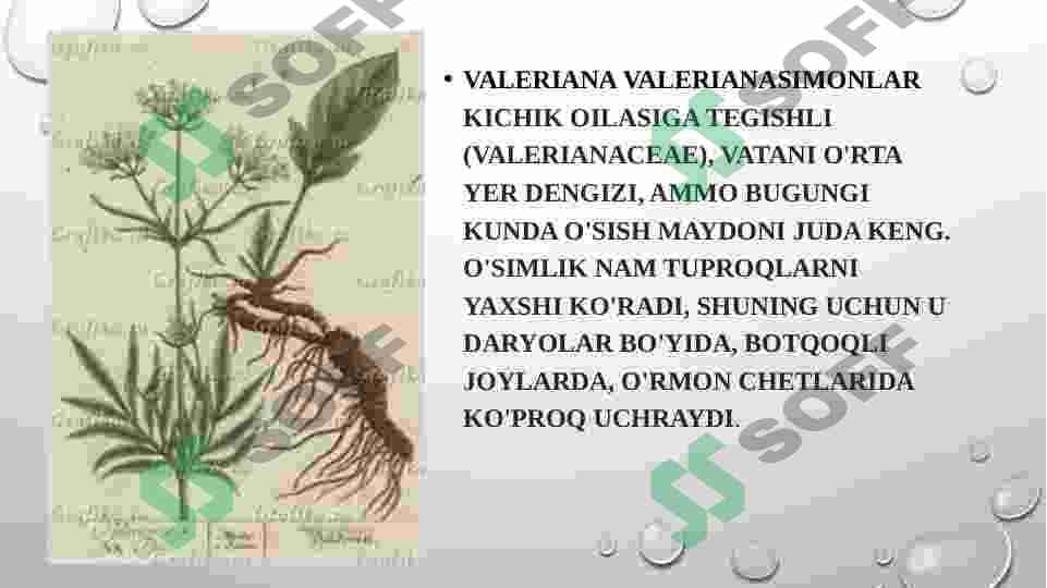 Valeriana o‘simligi va dorivorlik xususiyati 4