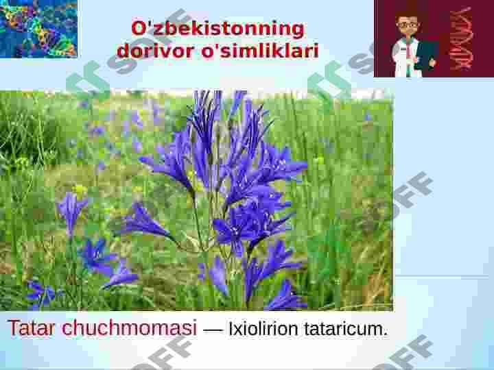 Chuchmomadoshlar oilasi — Ixioliriaceae 4