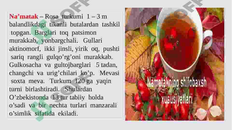 Ra'nodoshlar oilasi va ularning dorivorlik xususiyatlari 4