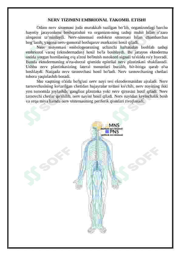 Nerv tizmi(orqa va bosh miya). Taraqqiyoti. 4