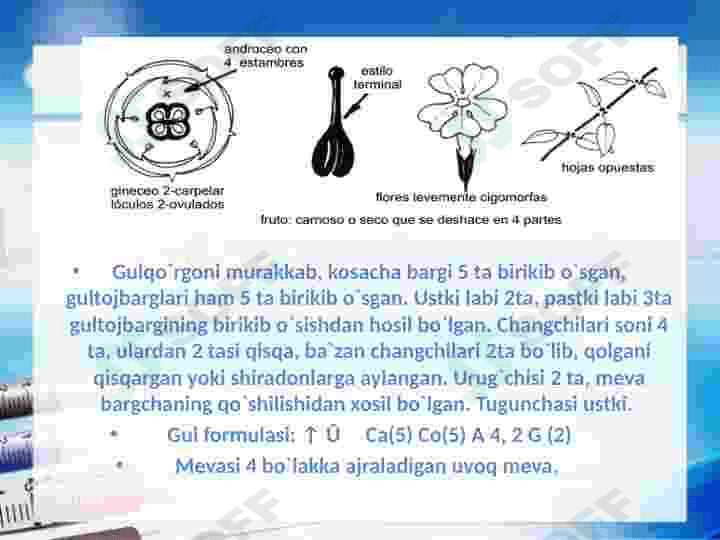 Yalpiznamolar qabilasi 4