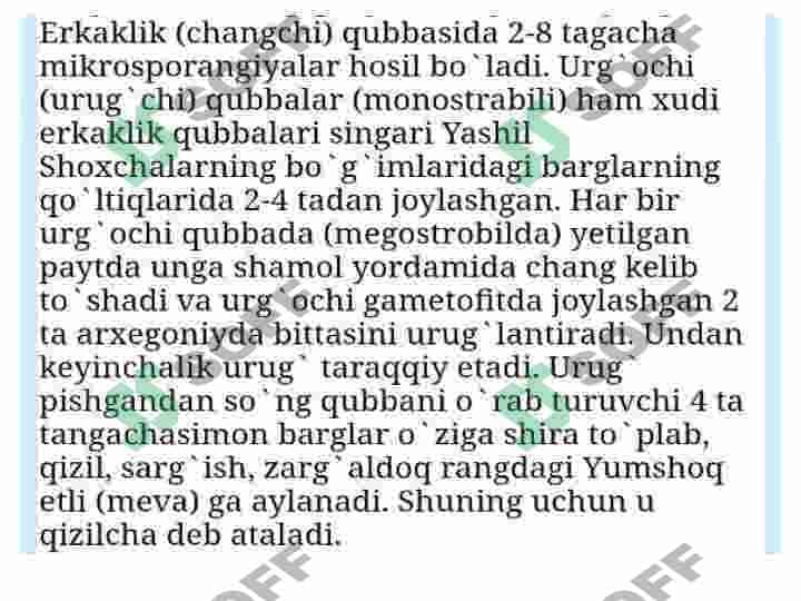 2-Qizilchadoshlar oilasi va ularning dorivorlik hususiyati 4