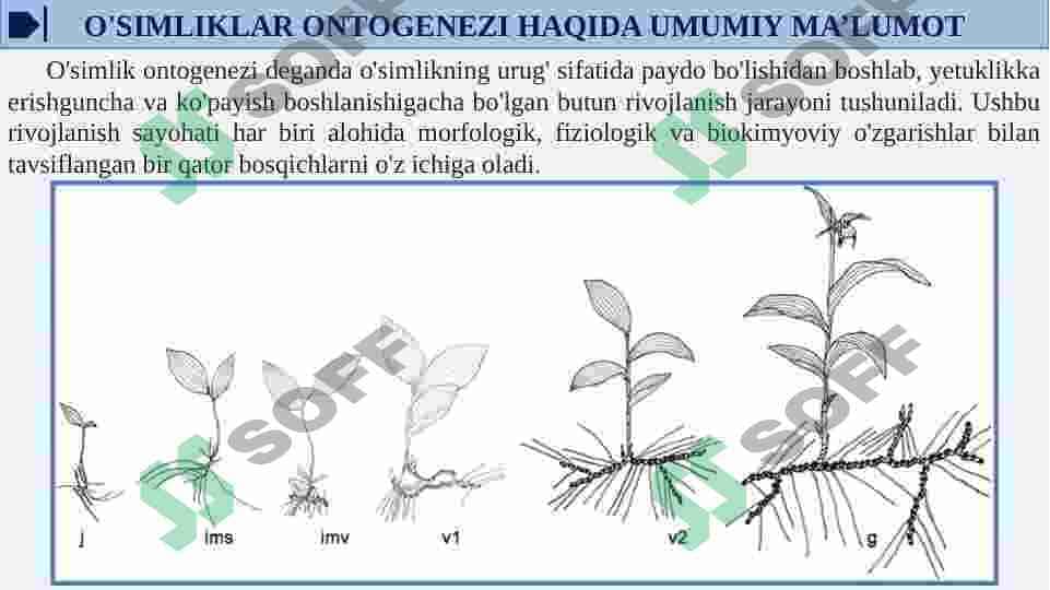 O’SIMLIKLAR ONTOGENEZINING FIZIOLOGIK TAVSIFI 4