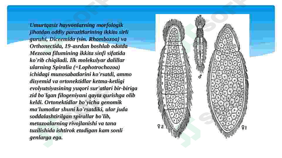orthonectida va dicyemida tiplari 4
