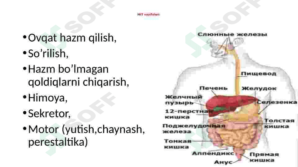 Ovqat hazm qilish organlari 4