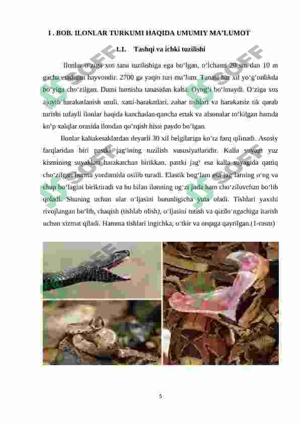 O’ZBEKISTON HUDUDIDA TARQALGAN ZAHARLI ILONLAR 4