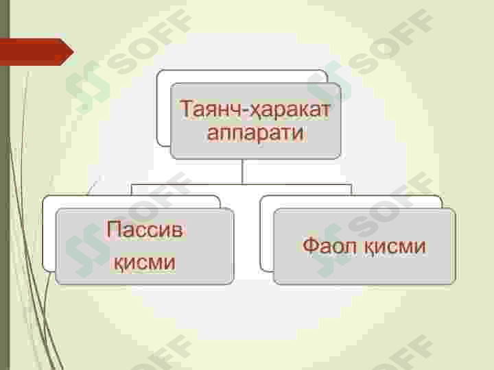 Tayanch harakatlanish organlari. 4
