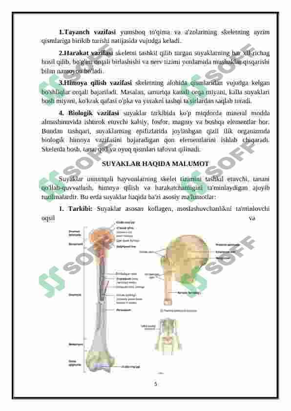 OSTEOLOGIYA - SUYAKLAR HAQIDA TA'LIMOT 4