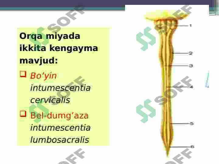 Orqa miya anatomiyasi 4