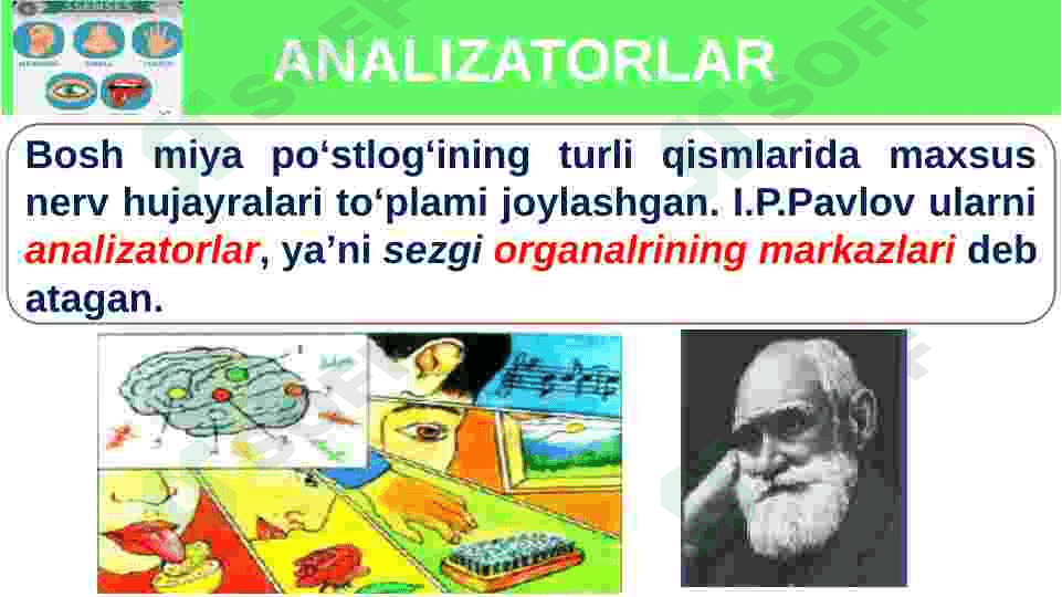 Sezgi azolari fiziologiyasi 4