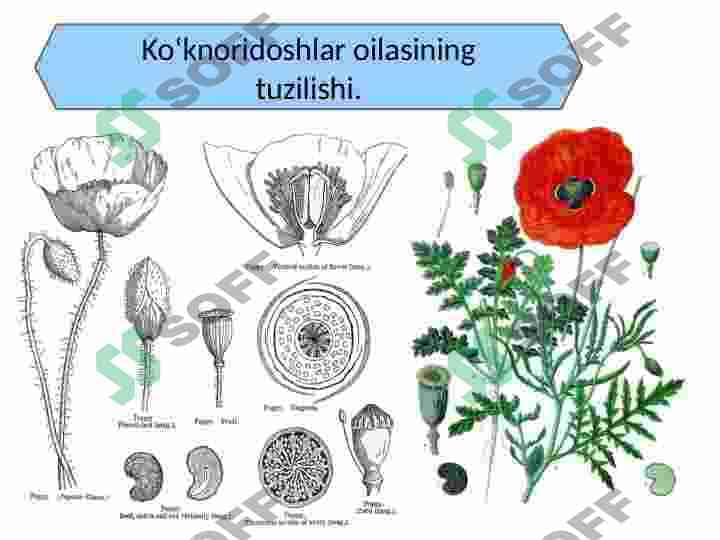 Papaveraceae-Koʻknoridoshlar. Koʻknoridoshlar oilasining dorivorlik xususiyatlari 4