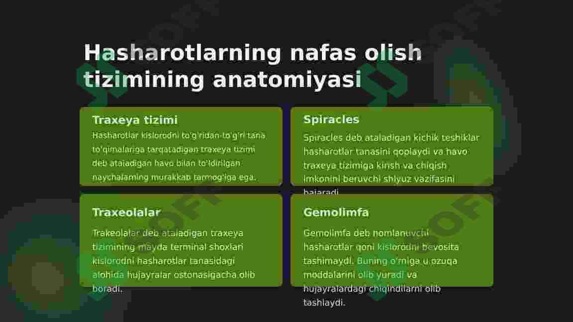 Hasharotlarning nafas olish sistemasi 4
