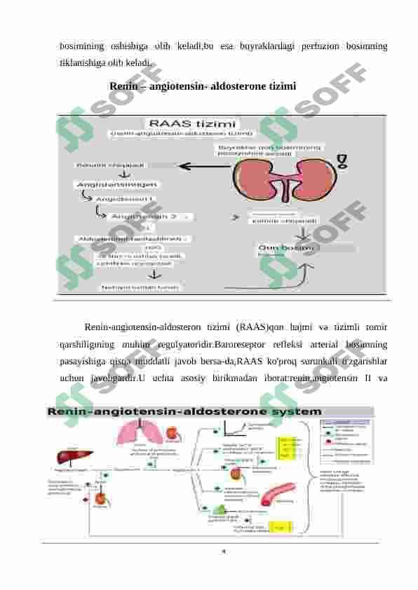 Renin fermentining tibbiyotdagi ahamiyati 4