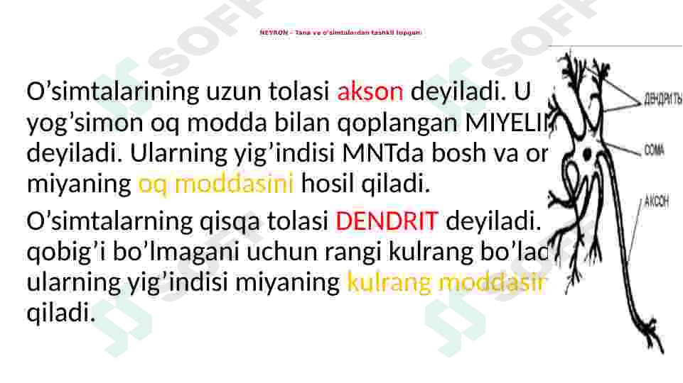 Nerv tizimi va Sezgi organlari 4
