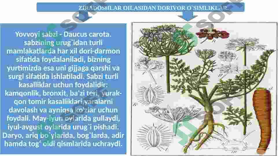 Ziradoshlar va Ituzumdoshlar oilalar hamda ularning dorivorlik xususiyatlari. 4