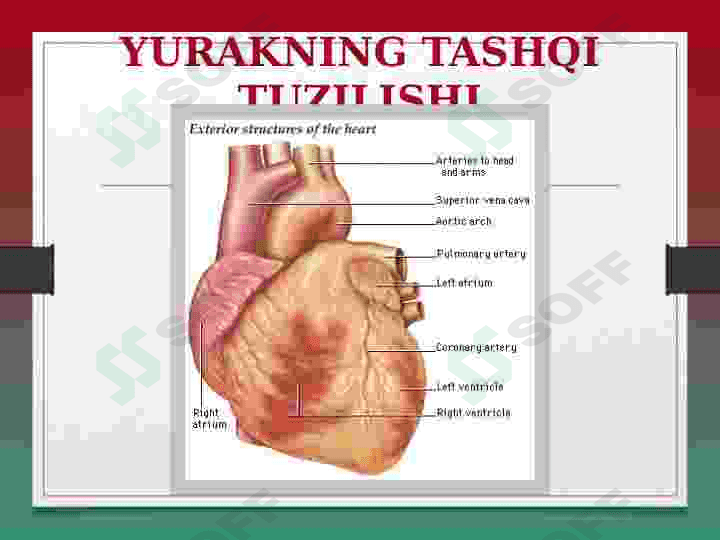 YURAK ANATOMIYASI 4