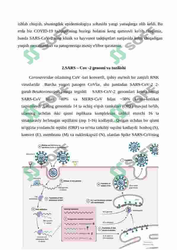 SARS – Cov -2 virusining hujayraga kirish mexanizmi va uning yuqishi 4