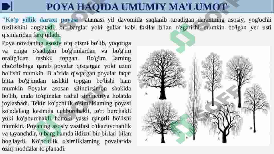 KO'P YILLIK DARAXTSIMON O'SIMLIKLAR POYASINING ANATOMIK TUZULISHI 4