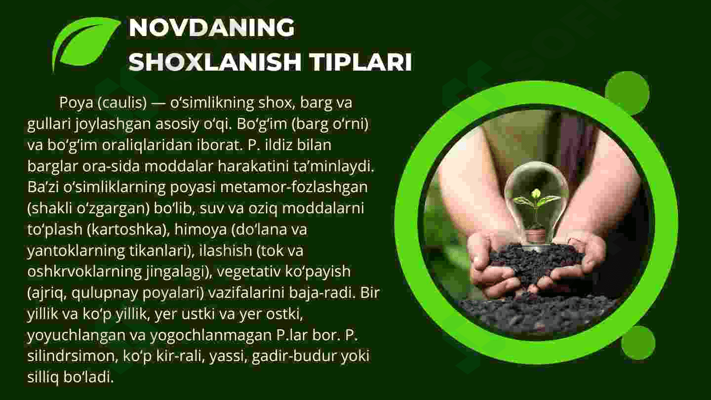 Novda metamorfozi va shoxlanish turlari 4