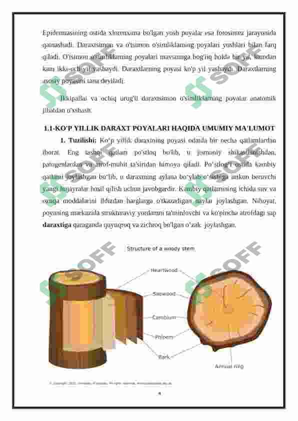 Ko'p yillik daraxtsimon o'simliklar poyasining anatomik tuzulishi 4