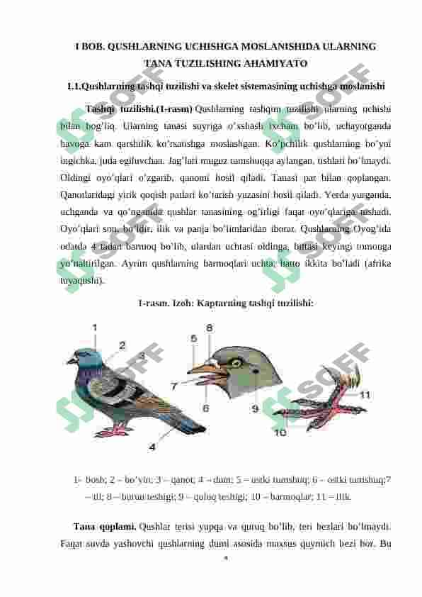 Qushlarning uchishga moslanish belgilari , uchish xillari 4