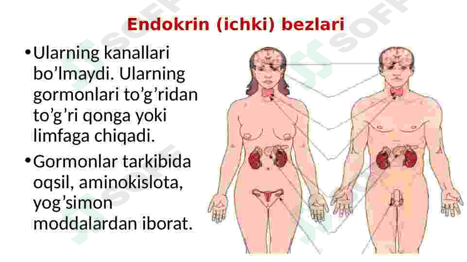 Endokrin sistemasi 4