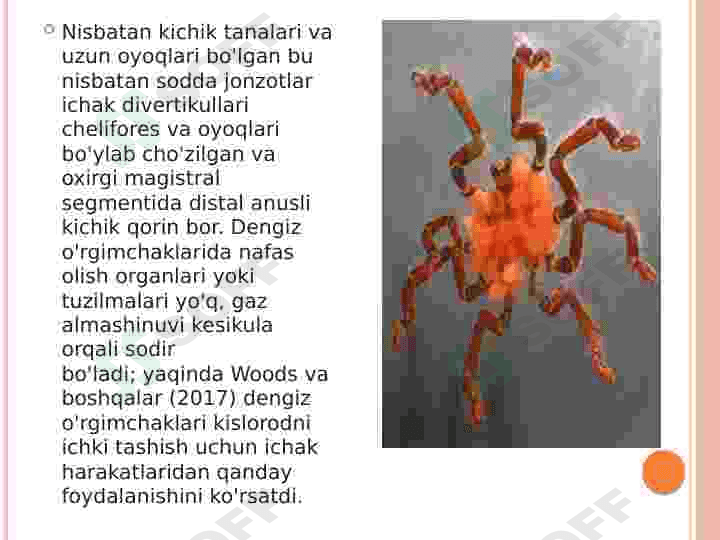 dengiz o'rgimchaklari 4