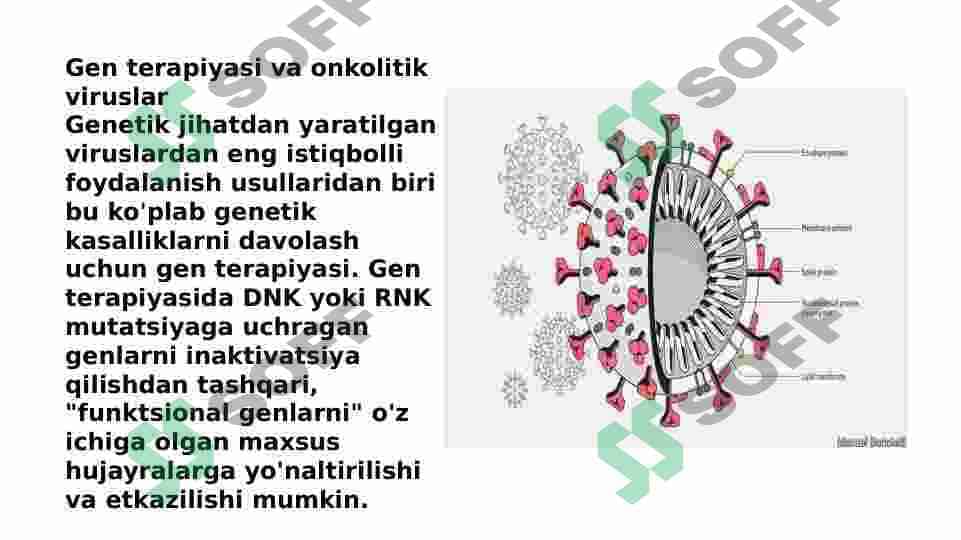 Viruslarning gen muhandisligida qoʻllanilishi 4