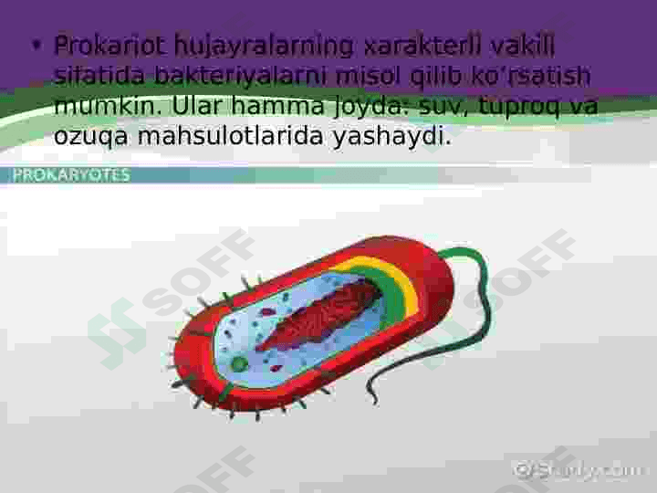 Prokariot hujayra 4
