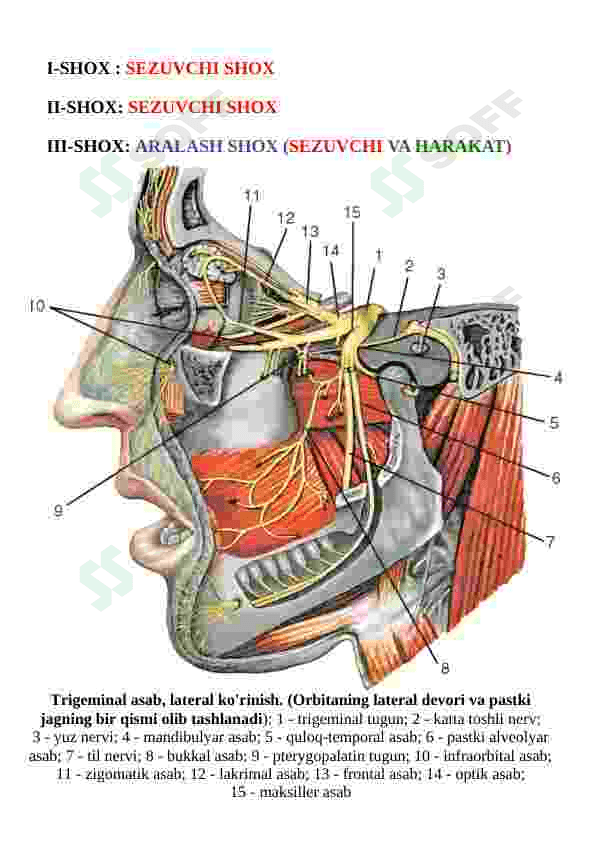 Nervus trigeminus (uch shoxli nerv) 4