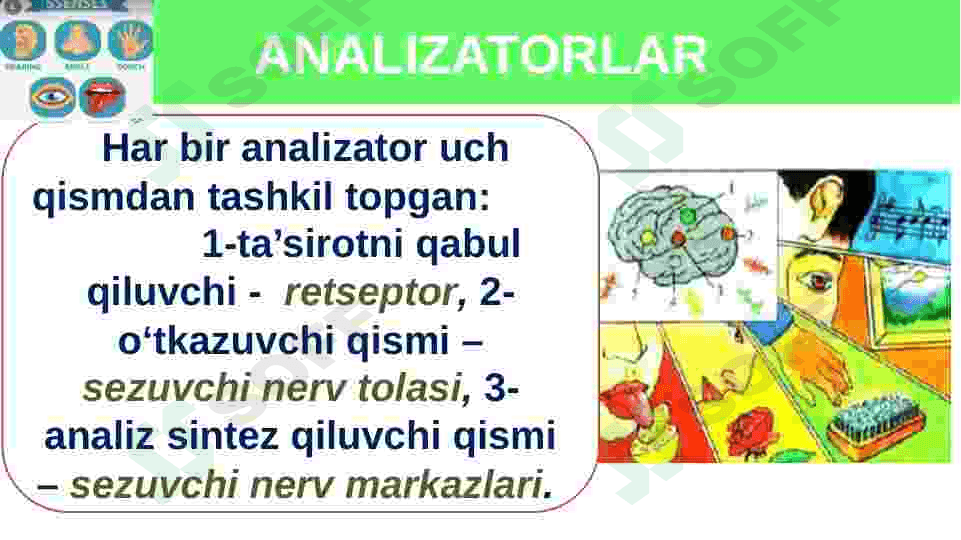 Sezgi azolari fiziologiyasi 5