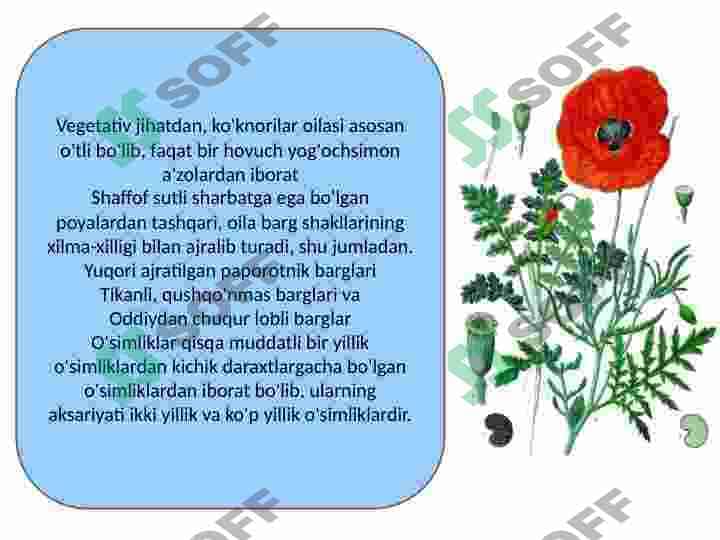 Papaveraceae-Koʻknoridoshlar. Koʻknoridoshlar oilasining dorivorlik xususiyatlari 5