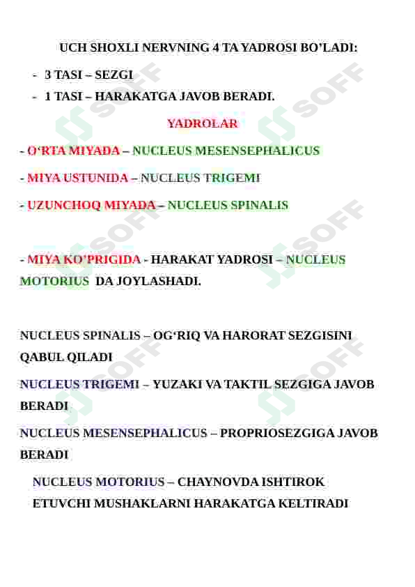 Nervus trigeminus (uch shoxli nerv) 5