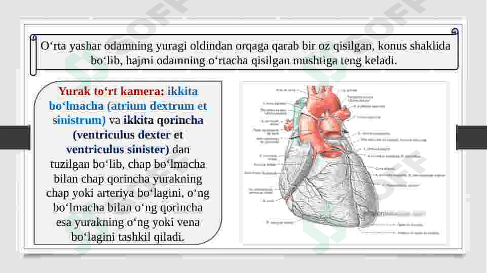 YURAK TOMOGRAFIYASI VA TUZILISHI. TASHQI VA ICHKI UYQU ARTERIYALARNING TUZILISHI VA TARMOQLARI 5