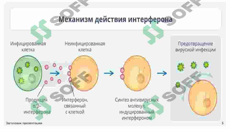 INTERFERON VA SITOKINLARNING SINTEZLANISHI, TA’SIR MEXANIZMI 5