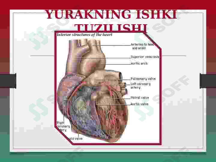 YURAK ANATOMIYASI 5