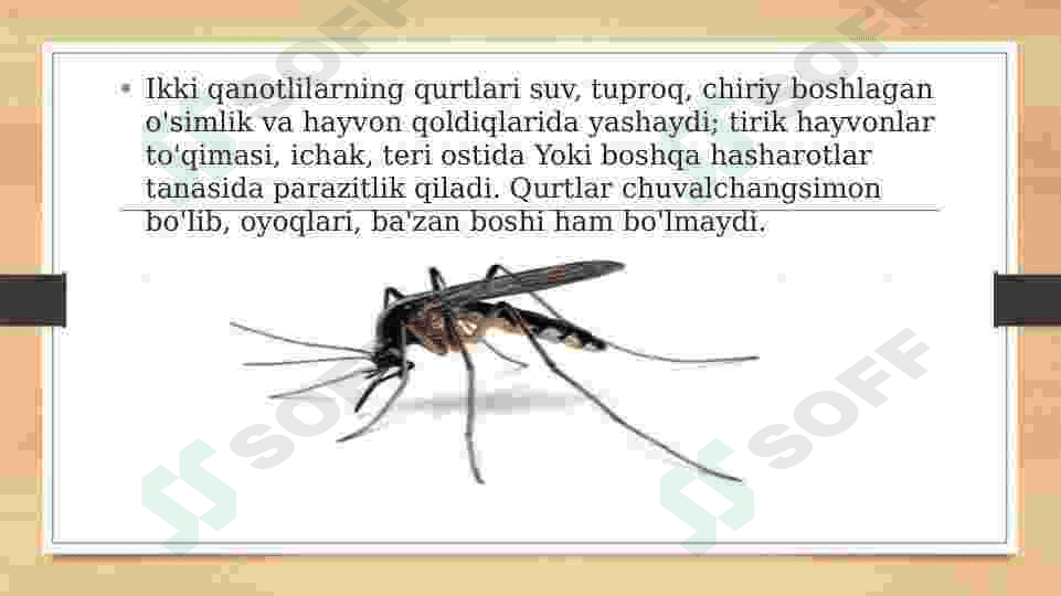 Ikki qanotlilar turkumi haqida. 5