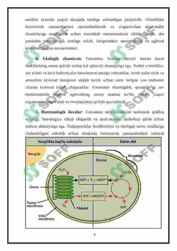 Plastida pigmentlari va ularning fotosintezdagi roli 5