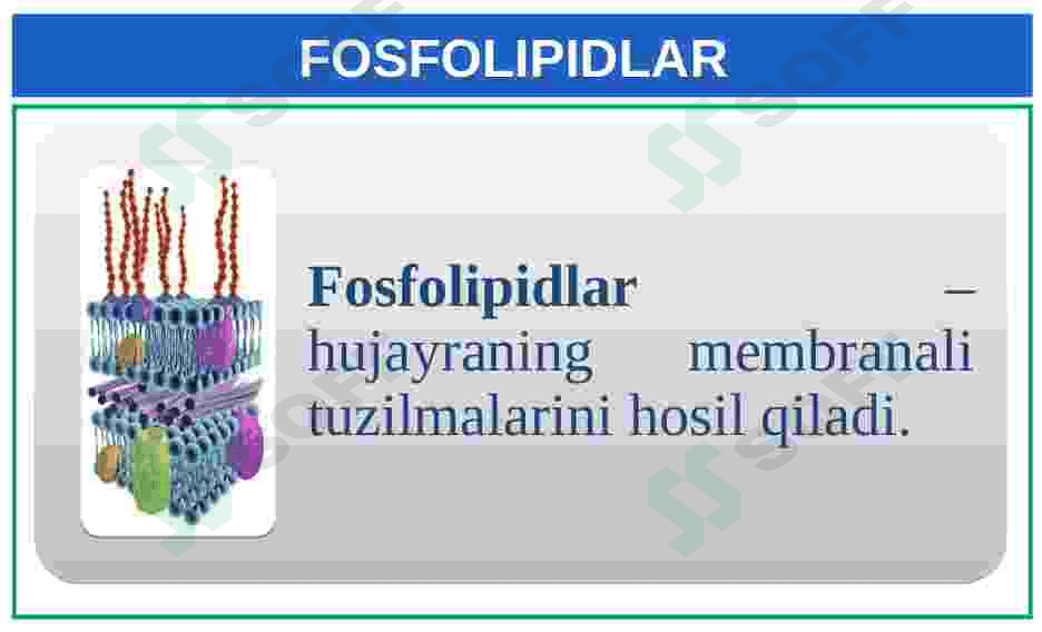 Lipidlarning tuzilishi, funksiyalari 5