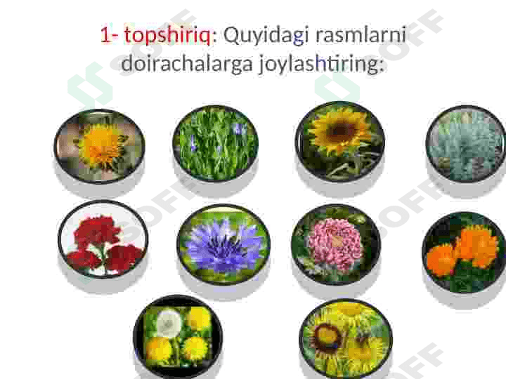 Loladoshlar oilasi 5
