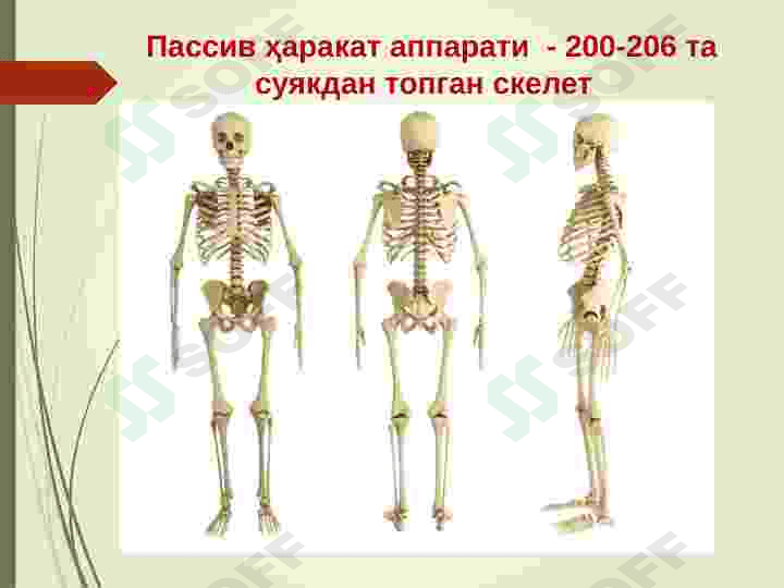 Tayanch harakatlanish organlari. 5