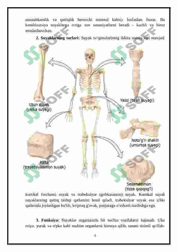 OSTEOLOGIYA - SUYAKLAR HAQIDA TA'LIMOT 5