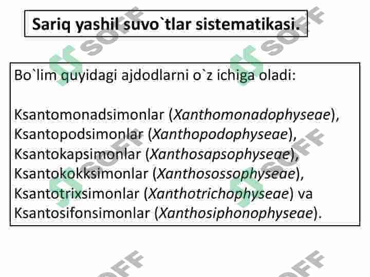 SARIQ-YASHIL SUVO`TLAR  BO`LIMI. TILLARANG SUVO`TLAR  BO`LIM 5