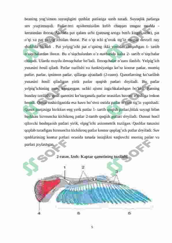 Qushlarning uchishga moslanish belgilari , uchish xillari 5