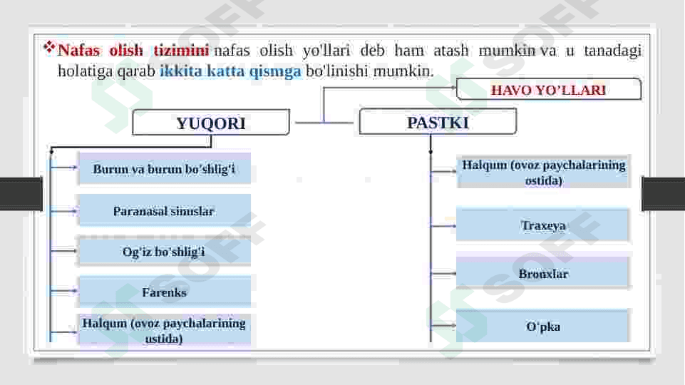 BURUN BO'SHLIGINING TUZILISHI VA YOSHGA QARAB O'ZGARISHI. XIQILDOQ VA UNING YOSHGA QARAB O'ZGARISHI 5