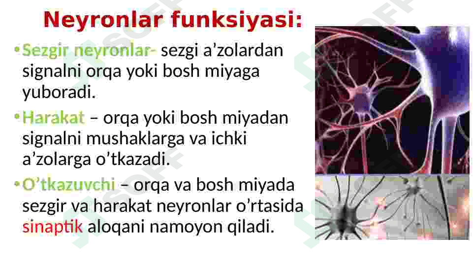 Nerv tizimi va Sezgi organlari 5